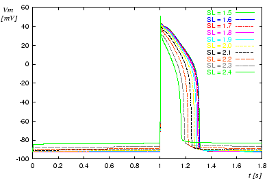 \begin{figure}\center\epsfig{file=ActionPotentialSarcomereLength.eps,width=.7\textwidth}\end{figure}