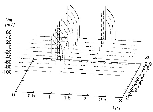 \begin{figure}\center\epsfig{file=ImpulseSarcomereLength.eps,width=\textwidth}\vspace{-.5cm}\end{figure}
