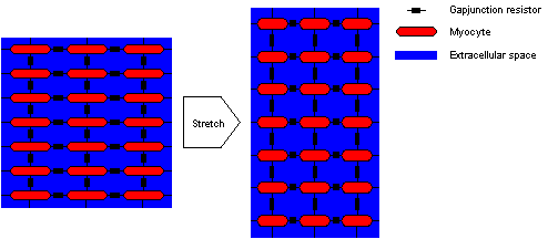 \begin{figure}\center\epsfig{file=StretchMyoGap.eps,width=1\textwidth}\end{figure}